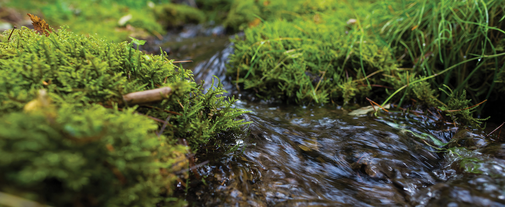 FOREST ECOSYSTEMS College Of Forestry